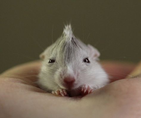 baby gerbil getting a mohawk The Plague, Gerbil