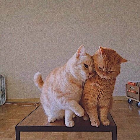 Cute Cat Couple Aesthetic, Cat Couple Profile Picture, Cat Photoshoot, Fluffy Cats, Cat Hug, Cat Couple, Easy Love Drawings, Persian Kittens, Image Cat