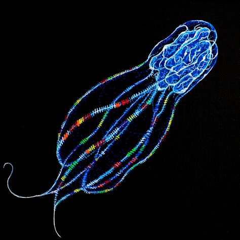 almatma_fig.5 ctenophora - comb jellyfish (2013) Comb Jellyfish, Deep Sea Life, Microscopic Photography, Cnidaria, Deep Sea Creatures, Water Animals, Lion Mane, Aquatic Animals, Ocean Creatures