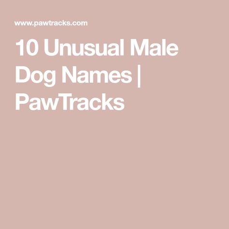 10 Unusual Male Dog Names | PawTracks Clever Dog Names, Names For Male Dogs, Male Dog Names Unique, Male Dog Names, Names Male, Cute Names For Dogs, Famous Composers, Unusual Names, Great Names