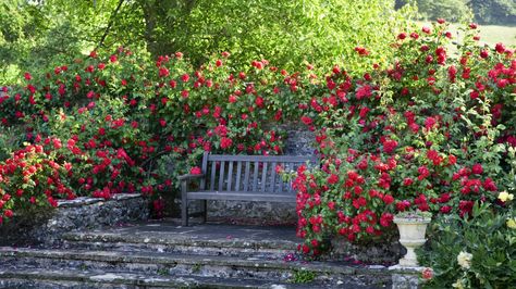 Fringe Tree, Garden Retreat, Fragrant Roses, Fragrant Garden, Garden Steps, Formal Garden, Garden Shrubs, Shrub Roses, Castle Garden