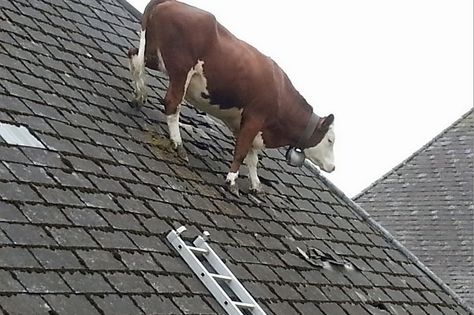 Cow stuck on ROOF is the most bizarre thing you'll see all day Fluffy Cows, Baby Cows, A Cow, Cute Cows, Funny Animal Pictures, Animal Memes, Cute Funny Animals, Reaction Pictures, Funny Photos