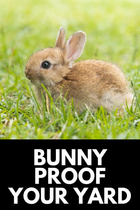 As cute as they are, rabbits can wreak havoc on garden beds, destroying your produce and calling your yard home. Here, we show you how to bunny proof your yard and garden in 5 easy steps! Read more at OwnTheYard.com! Get Rid Of Rabbits In Yard, Bunny Fence For Garden, Bunny Proof Garden, How To Get Rid Of Rabbits In The Yard, Rabbit Fence For Garden, Rabbit Proof Garden Fence, How To Keep Rabbits Out Of Garden, Raised Bed Fencing, Rabbit Deterrent