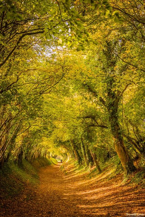 A walk through a magical tree tunnel to Halnaker windmill | | Bernadette Grueber Photography Halnaker Tunnel Of Trees, House Between Trees, Mystical Pictures, Woods Aesthetic, Forest Dweller, Tree Tunnel, Old Windmills, Fantasy Tree, Magical Tree