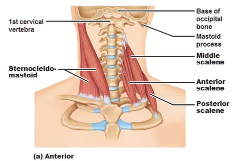 sternocleidomastoid and scalenes muscles of the neck -Muscles of the Neck and Vertebral Column Muscles Of The Head, Anatomy Of The Neck, Sternocleidomastoid Muscle, Head Muscles, Mouth Breathing, Better Breathing, Muscles Of The Neck, Vertebral Column, Referred Pain