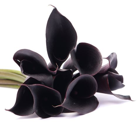 Mini Calla Lily Black Calla Lilies, Houdini Estate, Calla Lily Colors, Black Calla Lily, Holiday Palette, Floral Food, Mini Calla Lilies, Fairytale World, Calla Lily Flowers