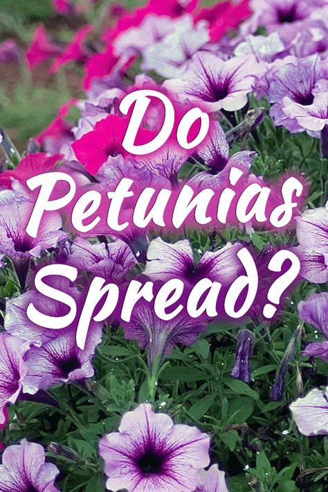 Do Petunias Spread? - GardenTabs.com Petunias In Pots Ideas, Wintering Petunias, Petunia Landscaping Ideas, Flower Beds Around Trees Ideas, Purple Petunias In Pots, Petunia Garden Flower Beds, Petunias In Flower Beds, Petunia Container Ideas, Wave Petunias Flower Bed