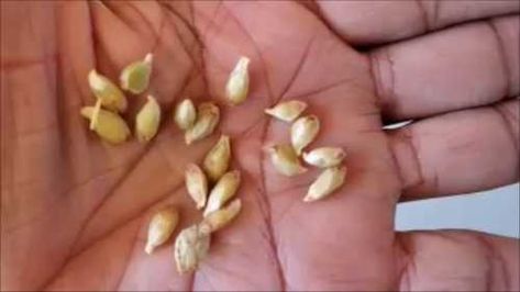 Growing An Orange Tree From Seeds, Planting Orange Seeds, Curry Leaf Plant, Seeds Germination, Tangerine Tree, Gardening Videos, Seed Raising, Moringa Tree, How To Make Compost