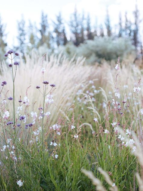 How Karen Rhind started again with a lavender farm and dry garden in Central Otago Blue Oat Grass, Central Otago, Dry Garden, Grasses Landscaping, Grasses Garden, Lavender Farm, Have Inspiration, Garden Painting, Natural Garden