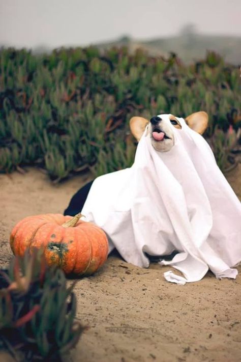 Happy Corgi Halloween. Z Corgi In Costumes, Corgi Dressed Up, Corgi Halloween Wallpaper, Corgi Halloween Costumes, Corgi Aesthetic, Corgi Costume, Halloween Costumes Dog, Corgi Halloween, Cookie Costume