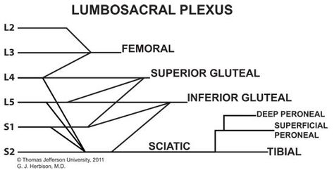 Lumbosacral plexus Lumbosacral Plexus, Sacral Plexus, Limb Anatomy, Leg Anatomy, Physical Therapy Student, Hand Anatomy, Medical School Essentials, Medical Anatomy, Anatomy Study