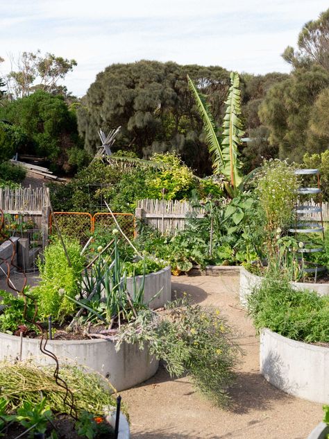 Fiona Brockhoff's Sublime Garden Wonderland - Wonderground Australian Vegetable Garden, Fiona Brockhoff Coastal Gardens, Bees Project, Garden Wonderland, Sustainable Garden Design, Inspiring Gardens, Vege Garden, Native Gardens, Australian Native Garden