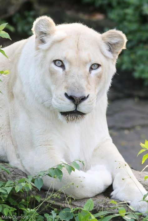 Leucistic Animals, Sophia Code, Albino Lion, White Lioness, Lion Wallpaper Iphone, Tiger Photography, White Lions, Cat Diary, Cutee Animals