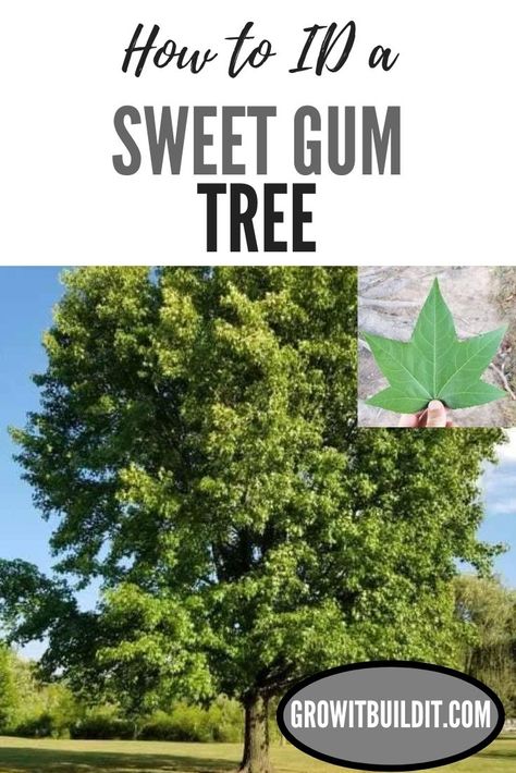 Sweet Gum trees are large deciduous trees native to Eastern North America.  Identifying them is quite easy during all seasons.  So, if you are wondering if you have a Sweet Gum tree in front of you, read on.... Gums Receding, Sweet Gum Tree, Gum Trees, Amber Tree, Sweet Gum, Tree Identification, Gum Tree, Street Trees, Receding Gums