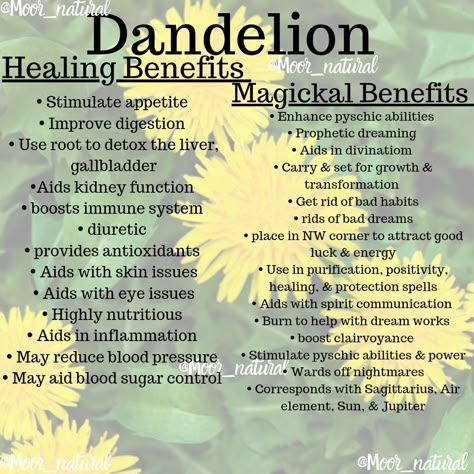 Healing & Magickal Benefits of Dandelion Goldenseal Root Benefits, Dandelion Benefits Health, Dandelion Uses And Benefits, Dandelion Root Benefits, Benefits Of Dandelion Tea, Dandelion Leaf Benefits, Dandelions Witchcraft, Dandelion Magical Properties, Dandelion Facts