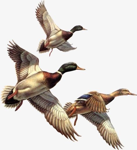 birds,wild animals,Birds,Living world Waterfowl Art, Duck Tattoos, Duck Illustration, Duck Pictures, Eagle Drawing, Duck Art, Wildlife Paintings, Art Carte, Duck Hunting