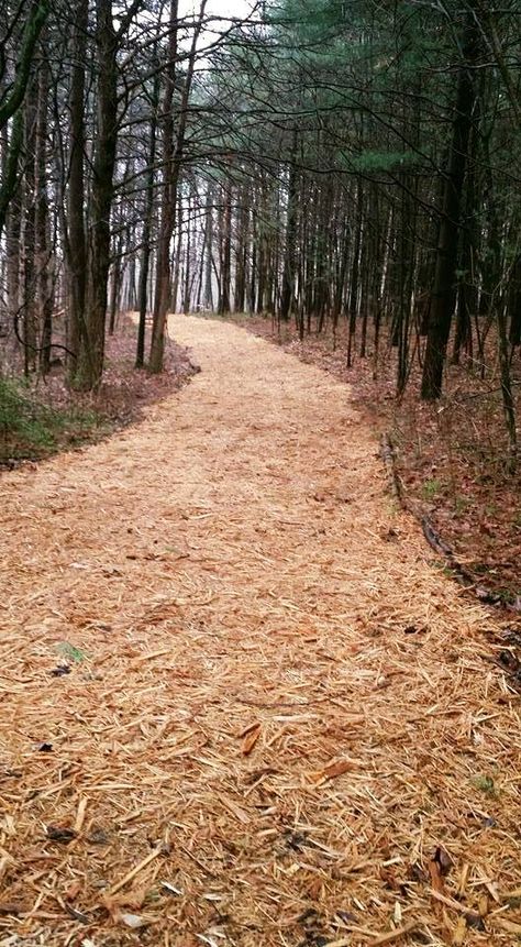 Natural Path using light colored wood chip mulch from Helmsburg Sawmill, Inc. Hillside Landscaping Ideas, Lawn Landscape Design, Ideas Around Trees, Wood Chip Mulch, Trail Ideas, Mailbox Landscaping, Mulch Landscaping, Wooded Area, Woodland Walk