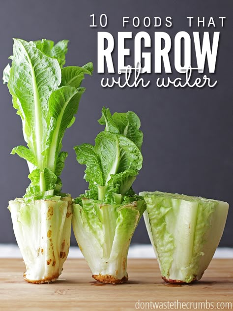 Save money and regrow food scraps in water. Perfect if you don't have room for a vegetable garden & are trying to save a few bucks! But which veggies or fruit will regrow from scrap? We've compiled a list beyond just green onions, lettuce and celery. And also included how to regrow them by putting the roots in water and more! #veggies #regrow Lettuce Regrow, Regrow Lettuce, Regrow Celery, Gemüseanbau In Kübeln, Regrow Vegetables, Indoor Vegetables, Indoor Vegetable Gardening, Paneer Tikka, Gardening Trends