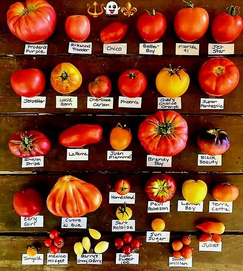 Tomato Types, Small Patio Furniture Ideas, Fruits And Vegetables List, Small Patio Furniture, Types Of Tomatoes, Varieties Of Tomatoes, Food Infographic, Vegetable Garden Planning, Vegetable Garden Diy