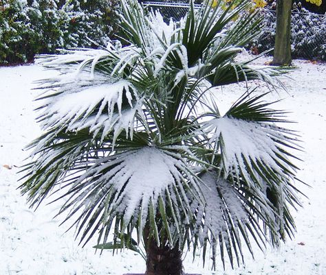 Top 20 Palm Trees That Can Survive Freezing Weather Chinese Fan Palm, Palm Tree Care, Livistona Chinensis, European Fan Palm, Mexican Fan Palm, Cold Hardy Palm Trees, Florida Palm Trees, Freezing Weather, Small Yellow Flowers