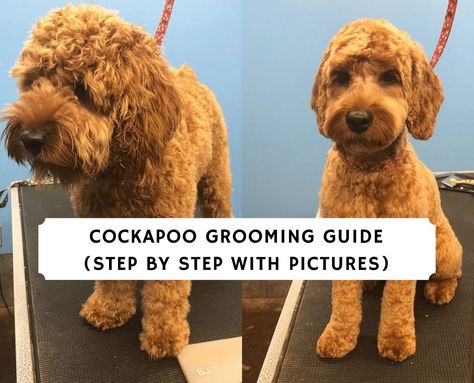 Cockapoo Grooming Guide (2021): Step by Step - We Love Doodles How To Groom A Cockapoo, Cockapoo Teddy Bear Haircut, Cockerpoo Haircut, Cockapoo Haircuts, Cockapoo Haircut Styles, Cockapoo Haircut, Cockapoo Grooming, Goldendoodle Grooming, Cavapoo Dogs