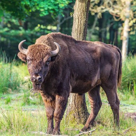 14 - Wisent (aka European Bison) European Bison, Collage, Pins