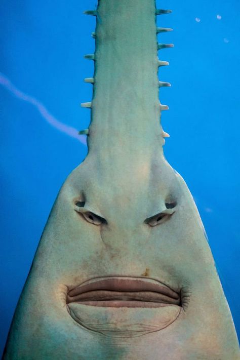 The Underside Of A Sawfish Better Known As “I’d Like To Speak To Your Manager” Cursed Imagines, Adorable Frogs, Hidden Faces, Creature Marine, Animal Skull, Deep Sea Creatures, Beautiful Sea Creatures, Underwater Creatures, 웃긴 사진