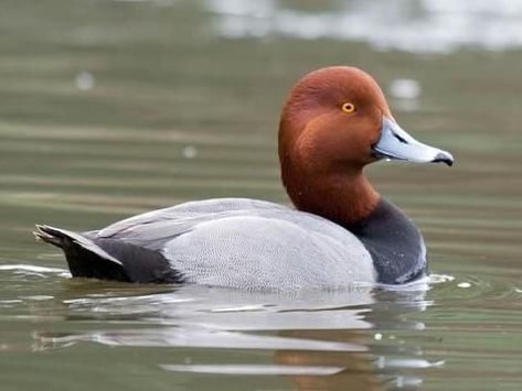 Redhead Duck from North America Redhead Light, Redhead Duck, Waterfowl Taxidermy, Duck Mount, Waterfowl Art, Duck Species, Duck Breeds, Duck Pictures, Duck Photo