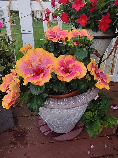 Hibiscus Garden Landscaping, Potted Hibiscus, Hibiscus Garden, Container Flowers, Exotic Plants, Spring Floral, Backyard Patio, Container Gardening, Curb Appeal