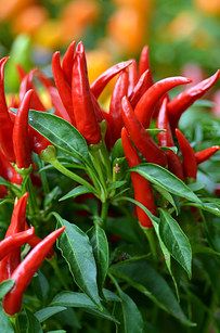 The Entire Scoville Spicy Scale As Told By Cats#.llyvwvKwDv#.llyvwvKwDv#.llyvwvKwDv Food Preserving, Hot Pepper Seeds, Thai Chili, Capsicum Annuum, Piri Piri, Pepper Plants, Hottest Chili Pepper, Pepper Seeds, Chili Peppers