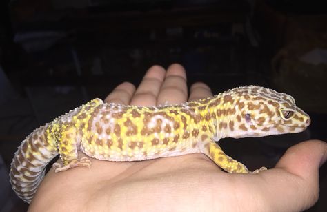 bell albino leopard gecko Albino Leopard Gecko, Leopard Geckos, Leopard Gecko, Gecko, Reptiles