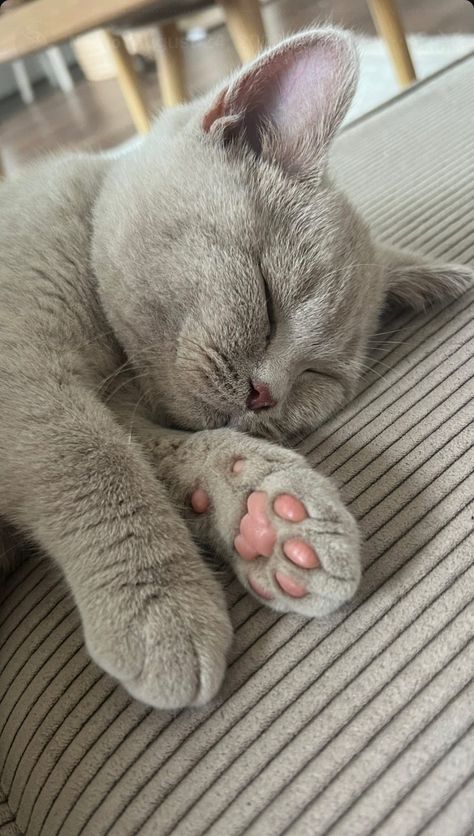 English Shorthair Cat, British Shorthair Cats Aesthetic, British Shorthair Cats Grey, British Short Hair Kitten, Poodle Cat, Kitten Aesthetic, Grumpy Cats, British Cat, Whatsapp Wallpaper Cute