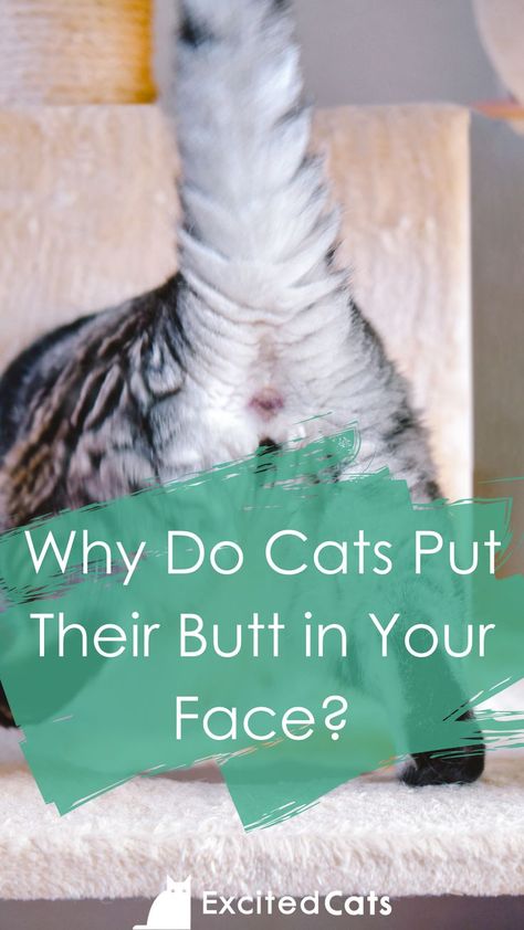 If you’ve ever wondered why your cat sticks her butt in your face, here are the top four reasons behind this intrusive behavior. #catlovers #catthings #catinfo #cathealth #catbehavior #catloversclub #welovecats #excitedcats Kitty Health, Two Faced Cat, Cats Health, Cat Behavior Facts, Cat Behaviour, Cat Behavior Problems, Cat Health Problems, Cat Area, Cat Spirit