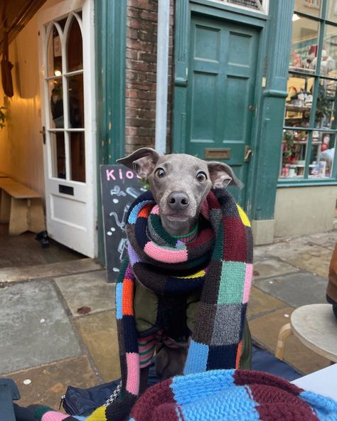 Whippet Dog Aesthetic, Italian Greyhound Aesthetic, Greyhound Aesthetic, Whippets Dog, Italian Grey Hound, Italian Whippet, Whippet Puppy, Greyhound Clothes, Italian Greyhound Puppies