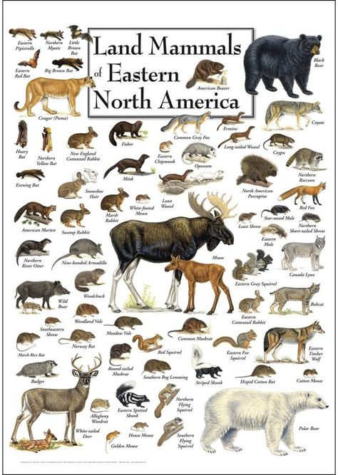 Animal Infographic, Eastern Gray Squirrel, America Poster, North American Animals, North American Wildlife, American Animals, Wild Animals Pictures, Animal Science, Animal Species