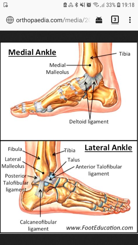 Foot Pain Relief Remedies, Ankle Anatomy, Human Body Vocabulary, Ankle Pain Relief, Ankle Ligaments, Ankle Exercises, Leg Anatomy, Foot Anatomy, Human Body Organs