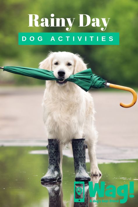 Rainy Day Dog Activities, Activities For Dogs, Dogs Diy Projects, Parent Tips, Dog Diy, Dog Enrichment, Pet Kennels, Dog Ramp, Dog Games