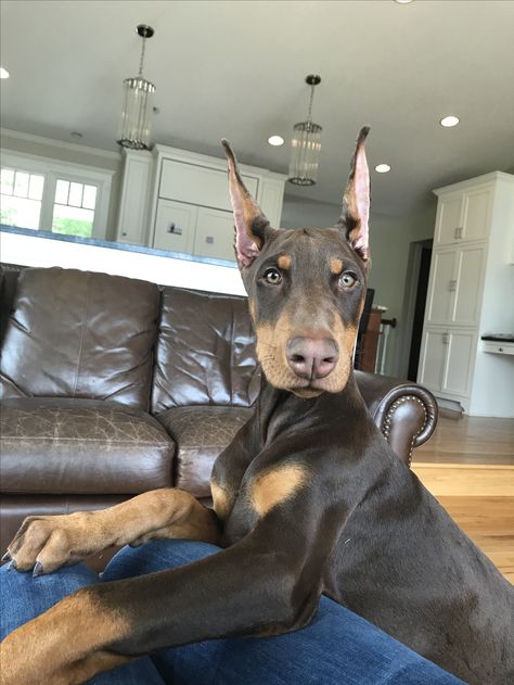 Beautiful pup. Growing up. So handsome! Awww . . . Doberman Pinchers, Doberman Pinscher Puppy, Doberman Love, Doberman Pinscher Dog, Doberman Puppy, Doberman Dogs, Dream Dog, Dog Help, Guard Dogs