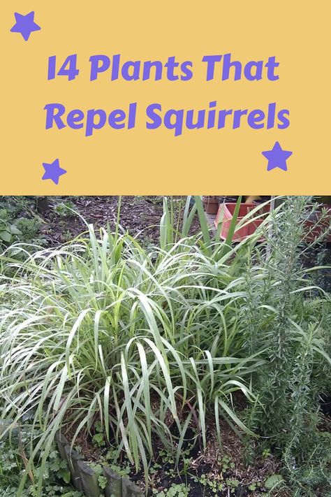 14 Plants That Repel Squirrels Protecting Garden From Squirrels, Plants That Repel Squirrels, How To Deter Squirrels From Garden, Squirrel Deterrent Garden, Keeping Squirrels Out Of Flower Pots, Keeping Squirrels Out Of Garden, How To Get Rid Of Squirrels In Your Yard, How To Keep Squirrels Out Of Flower Pots, How To Keep Squirrels Out Of Garden