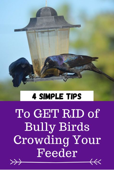 Bully Birds - grackles, starlings, cowbirds, crows, blackbirds, house sparrows - these birds can be trouble when they start showing up in droves. Try our four simple tips to keep these bully birds from eating all your seed.   #birdfeederpests #backyardbirding #birdfeeding Bird Deterrent Ideas Diy, Backyard Bird Feeding Stations, Grackle Bird, Weird Questions, Dove Nest, Finch Feeders, Backyard Birds Sanctuary, Backyard Birds Feeders, Best Bird Feeders