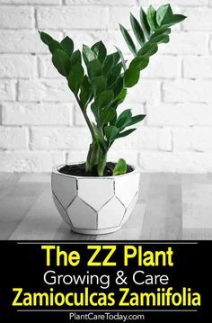 Z Plant Care, Zz Plant Care, Zanzibar Gem, Zz Plants, Big Indoor Plants, Zamioculcas Zamiifolia, Z 1000, Plant Care Houseplant, Zz Plant