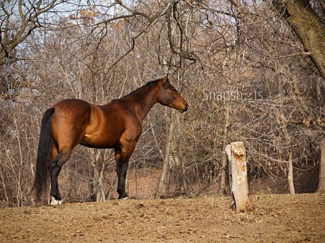 bay appendix quarter horse gelding | Explore SnapshotsbySara… | Flickr - Photo Sharing! Appendix Horse, Quarter Horse, Photo Sharing, Horses, Animals