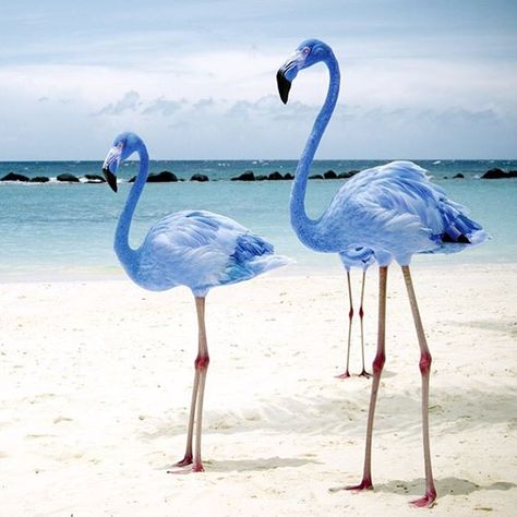 Rare blue flamingos, they do exist! Photoshopped Pictures, Flamingo Pictures, Blue Flamingo, Flamingo Art, Rare Animals, Pink Bird, Galapagos Islands, Exotic Birds, Pretty Birds