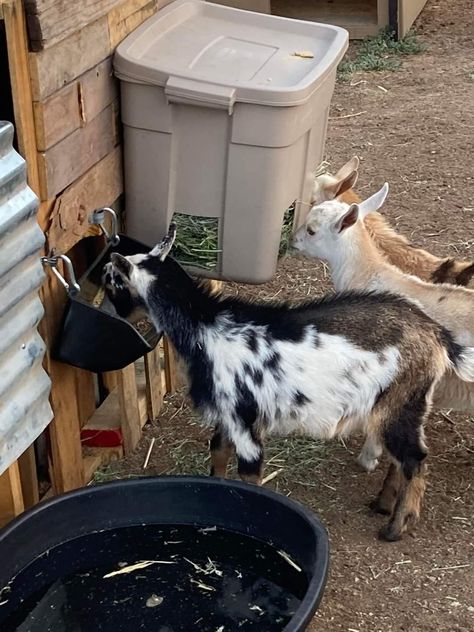 Goat House Ideas For Winter, Goat Tree House, Pygmy Goat Playground Ideas, Goat Shelter Ideas Winter, Hobby Farms Ideas, Goat Set Up, Easy Goat Shelter, Goat And Chicken Pen Ideas, Goat Pin Ideas