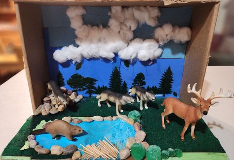 Eastern Wolves prey on deer and mosses as well as beavers. They live in Northern territories. Horse Habitat School Project, Wolf Diaroma, Wolf Diorama Ideas, Wolf Diorama, Diorama Project, Habitats Projects, My Father's World, Science Projects For Kids, Red Wolf