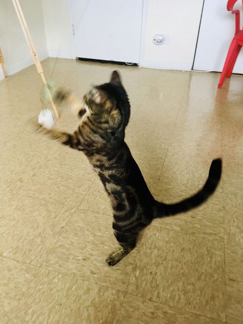 How to Play with a Cat Get Your Cat to Play in 30 Days! Cat Playing With Yarn, Cat Enrichment, Cat Supplies List, Cat Exercise, Diy Cat Toys, Newsletter Signup, Cat Info, Healthy Cat, Indoor Cats