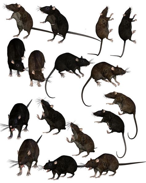 Rattus Rattus, Rat Queens, Rat Art, Mouse Art, Samhain Halloween, Halloween Graphics, Animated Animals, Halloween Clipart, 2d Art