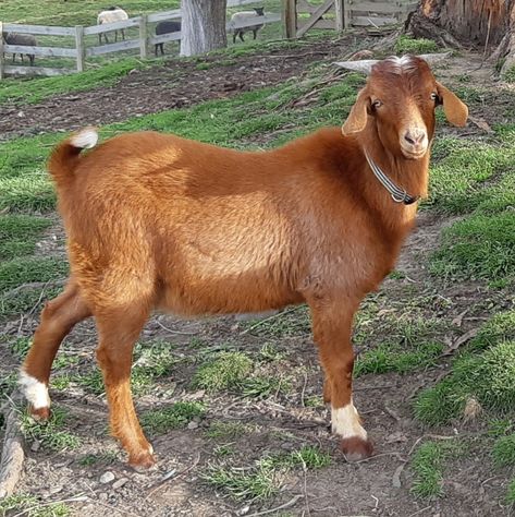 Godfrey goat Animal Poses, Raising Farm Animals, Goat Art, Animal Reference, Cute Goats, Dressage Horses, 3d Drawings, Donkeys, Drawing Skills