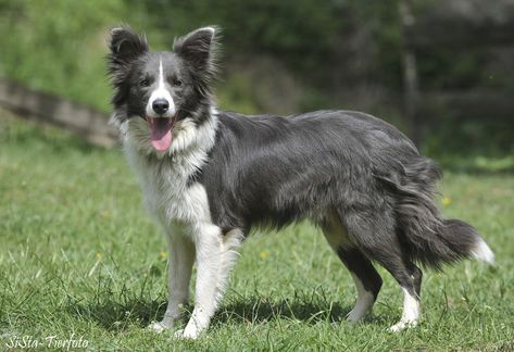 Blue and white Border Collie (diluted bicolor dog). Blue = diluted black. Blue Border Collie, Border Collie Facts, Border Collie Colors, Dog Collie, Border Collie Art, White Border Collie, Gray Dog, Grey Slate, Collie Puppies