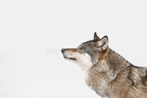 Looking Into The Distance, Wolf Running, Wolf Silhouette, Frame Image, Wolf Images, Wolf Photos, Higher Ground, Grey Wolf, Realistic Drawings